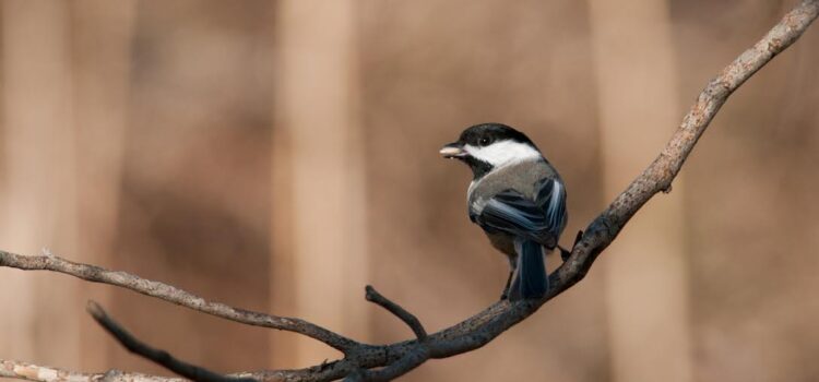 Surviving Winter: Chickadees